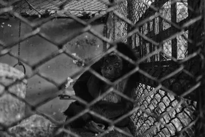 confinement-5110076_1920