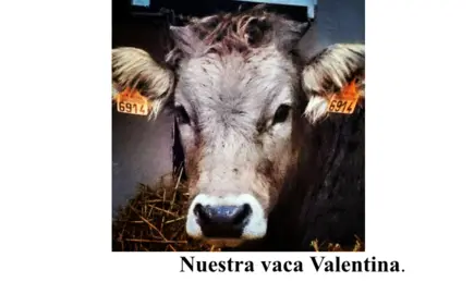 Fwd NUESTRA VACA VALENTINA (3)
