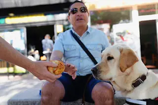 Los perros gu&iacute;a de la ONCE en Navarra piden que no los distraigas con alimentos.
Cedida
