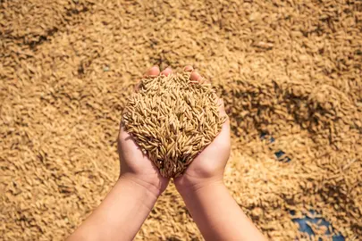 Semillas, soberan&iacute;a alimentaria.
Freepik Jcomp