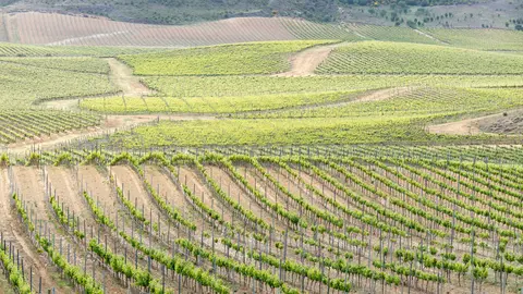 Vi&ntilde;edos en la zona de Olite. Foto: Francis Vaquero, Turismo de Navarra. GN