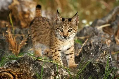 Ejemplar de lince ib&eacute;rico.
POOL MONCLOA