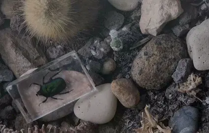 El fot&oacute;grafo Chema Gil presenta en Ciudadela su exposici&oacute;n &lsquo;Antinatura&rsquo;, una reflexi&oacute;n sobre la artificializaci&oacute;n de la naturaleza. AP