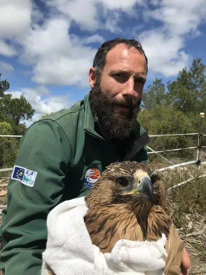 Salao, una joven águila de bonelli, liberada tras recuperarse en el centro  de Ilundain...