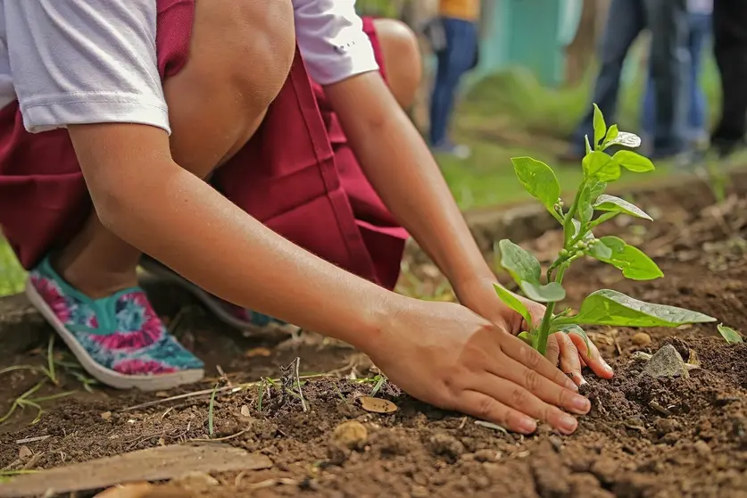 Niño plantando una planta