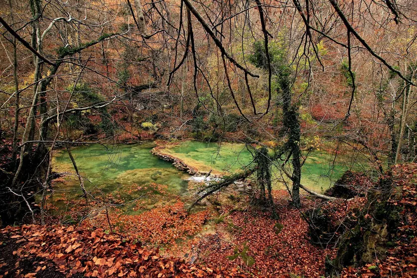 Bosque, naturaleza