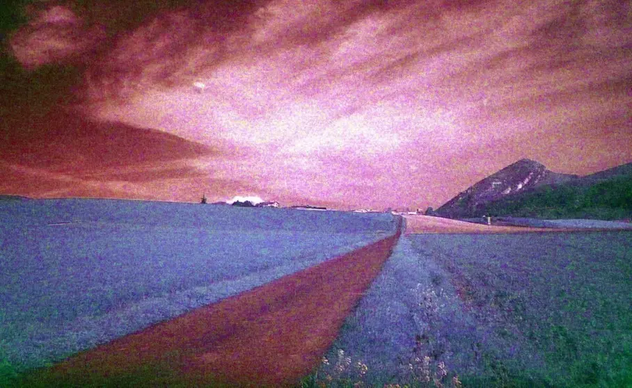 camino goyo