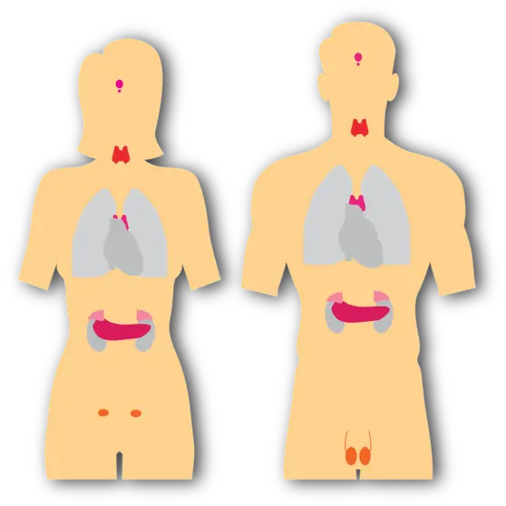 endocrine-system-5921997_1920