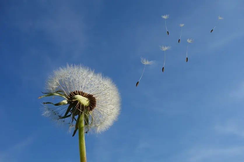 dandelion-463928_1920 (1)