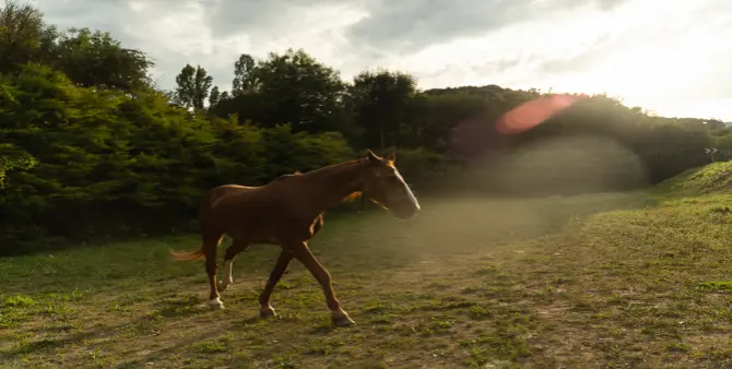 ARTICULO CABALLO MATIAS