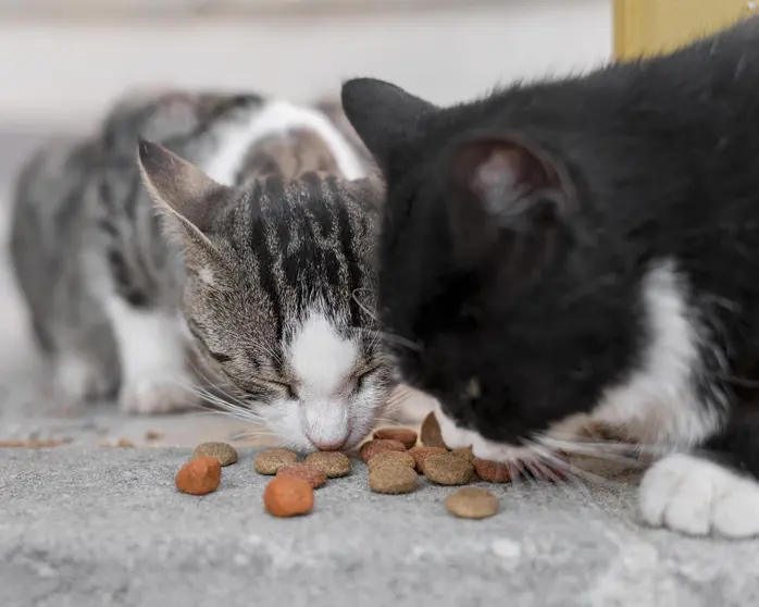 cute-cats-eating-together-outdoors