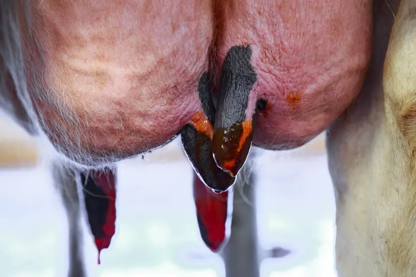 Close-up of the udders of a dairy cow to which a disinfectant has been applied