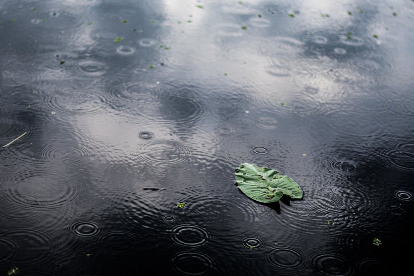 primer-plano-angulo-alto-hoja-verde-aislada-charco-dia-lluvioso