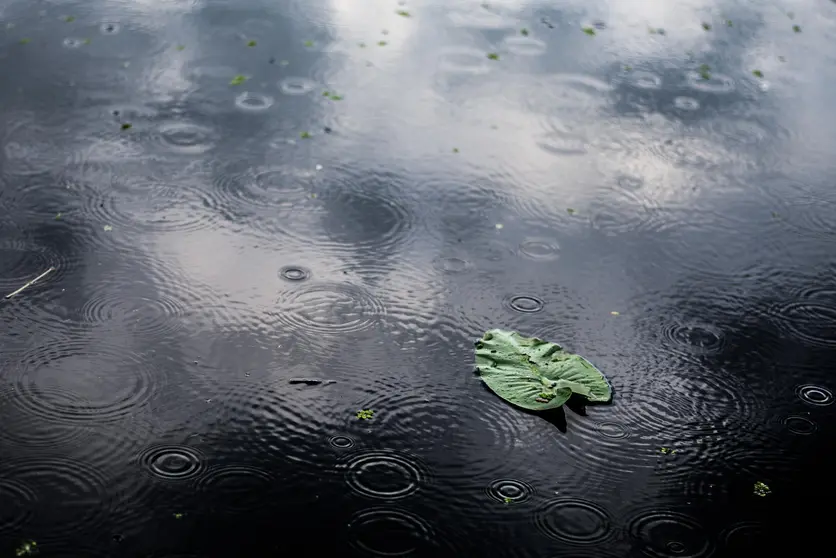 primer-plano-angulo-alto-hoja-verde-aislada-charco-dia-lluvioso