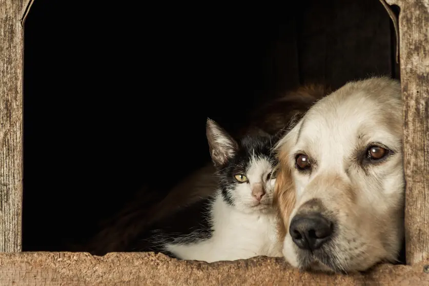 primer-plano-hocicos-lindo-perro-gato-sentado-mejilla-mejilla