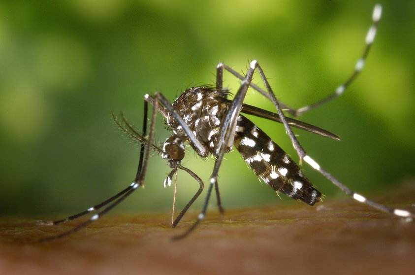 El Instituto de Salud Pública y Laboral de Navarra comienza una nueva campaña de vigilancia y control de mosquito tigre. GN