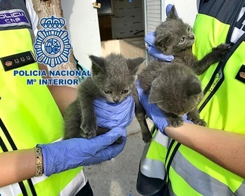 Animales rescatados 2