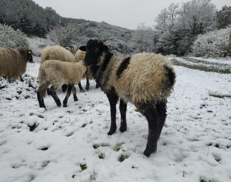 ARTICULO OVEJAS (2)