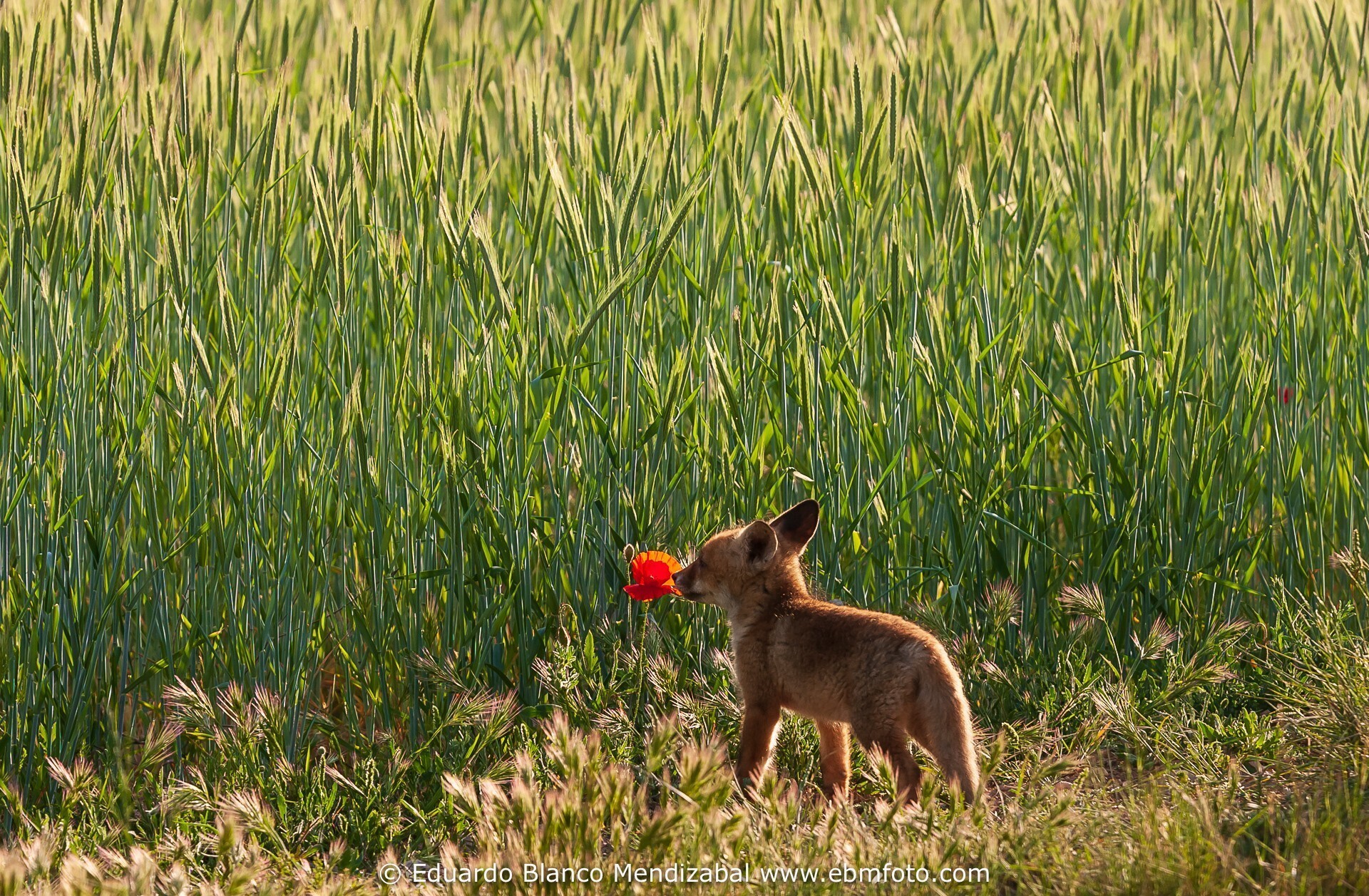 Little red fox (Vulpes vulpes) and poppy Wild fox. Tudela (Navarra) Spain