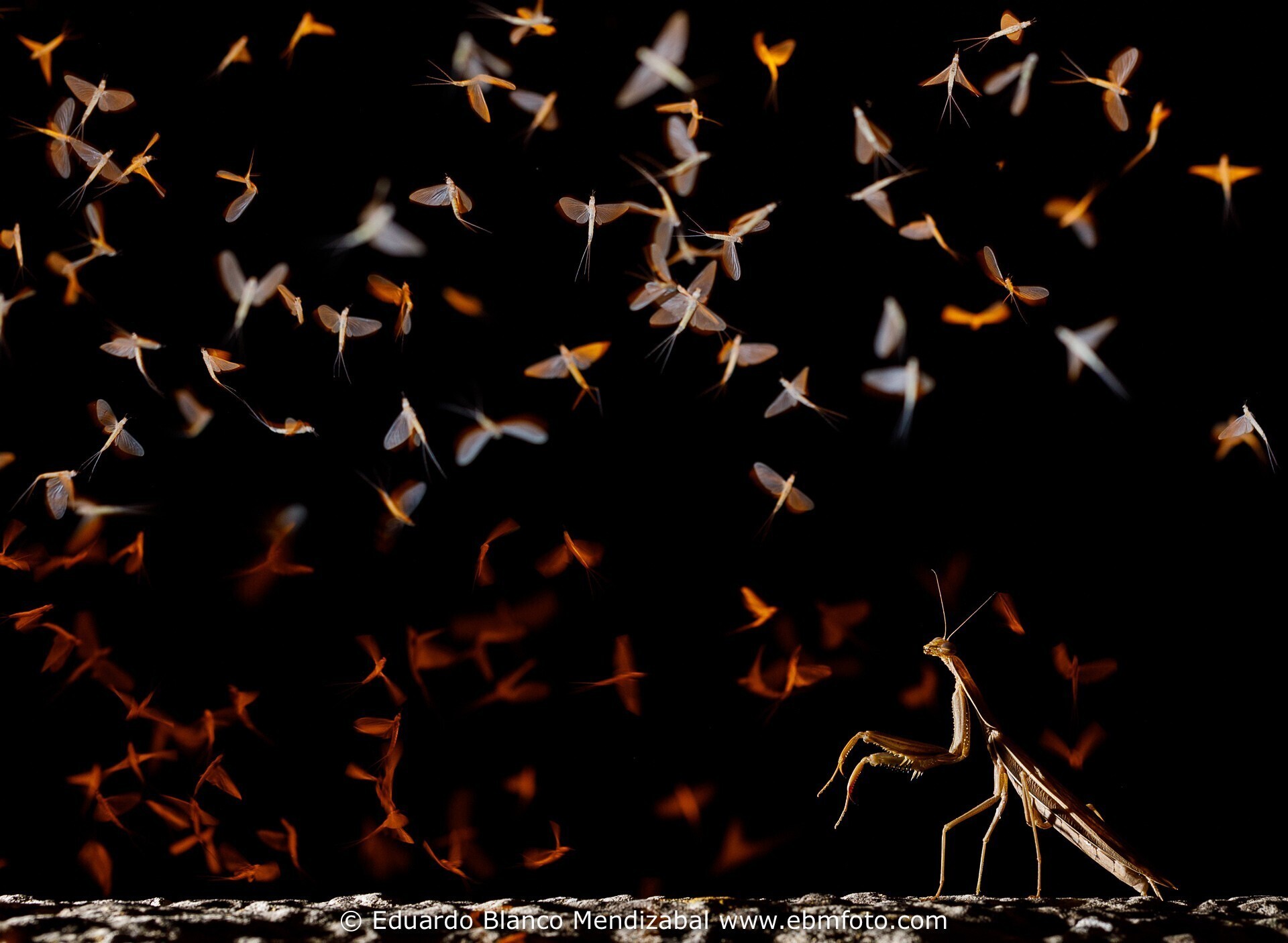 European mantis (Mantis religiosa) hunting. Million of Ephorom virgo hatching at the end of the summer Tudela (Navarra) Spain