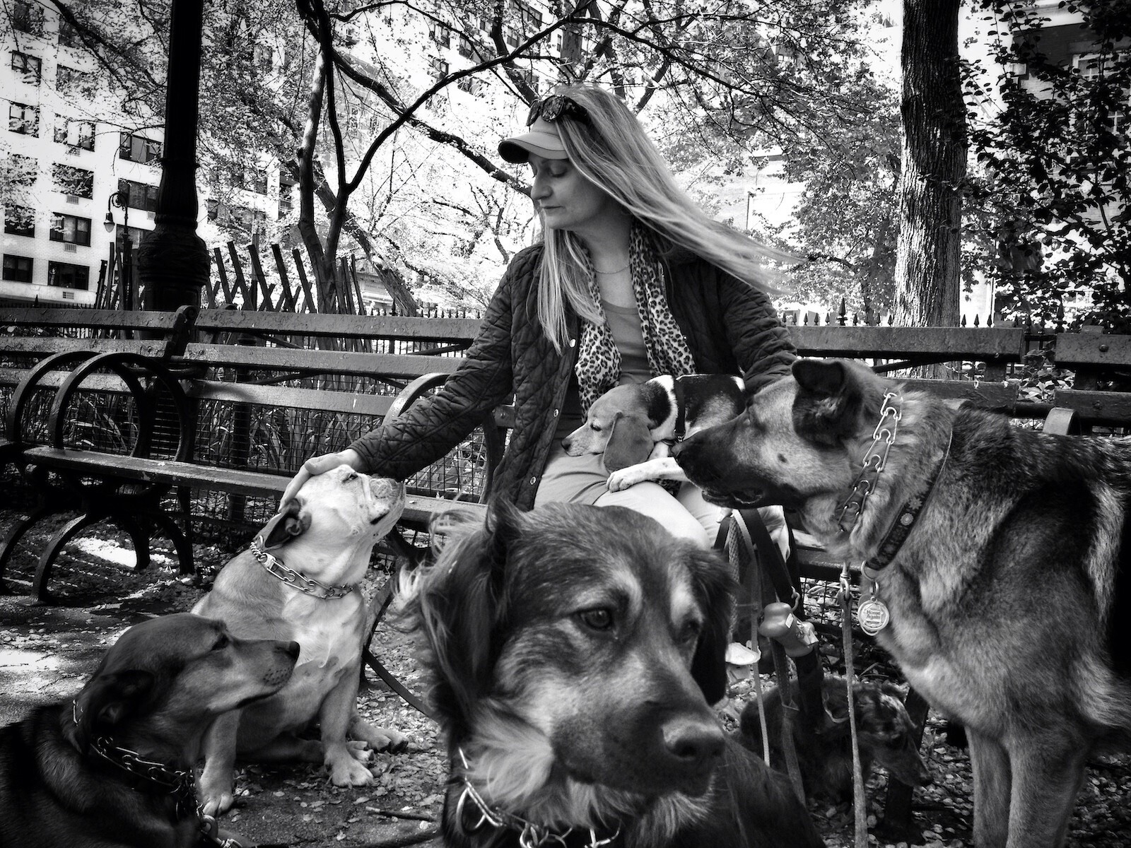 The Dog Whisperer