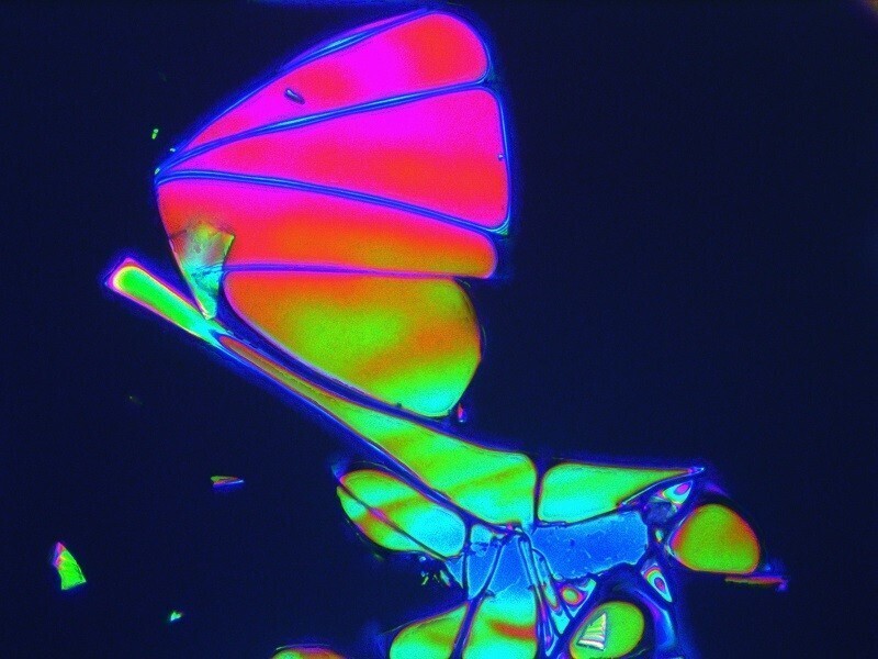 HR011 500x The first flight of the butterfly LD